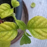 Zašto sadnice paprike opadaju lišće